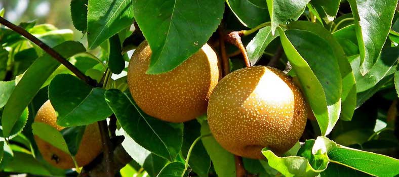 Food Tip of the Week: Asian Pears