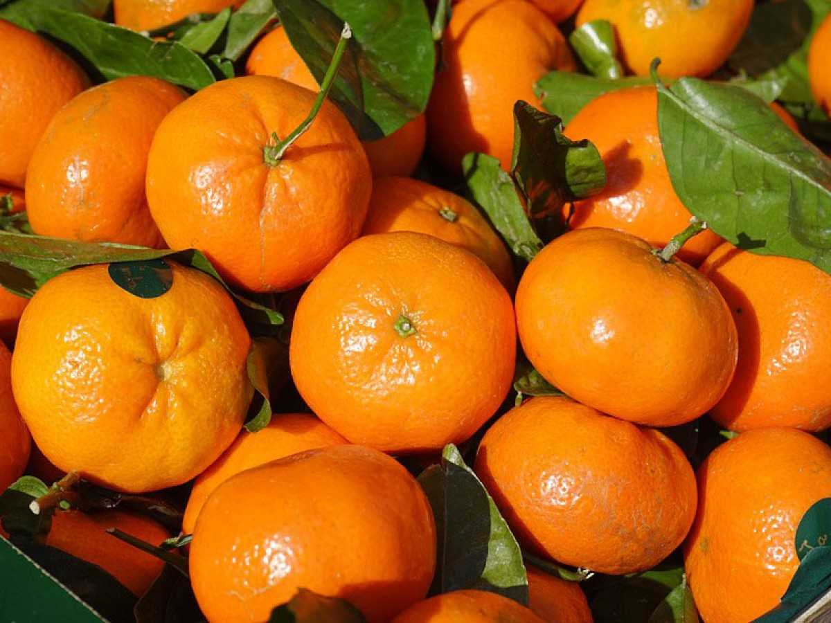 Food Tip of the Week: Clementines