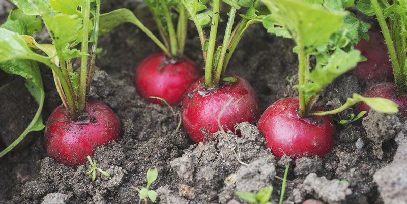 Vegetables You Can Plant Now Before the Last Frost